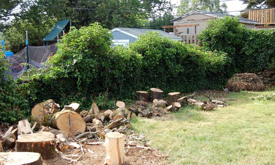 Example before: a felled tree and ivy covered fence