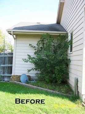Example before: an overgrown shrub against a wall